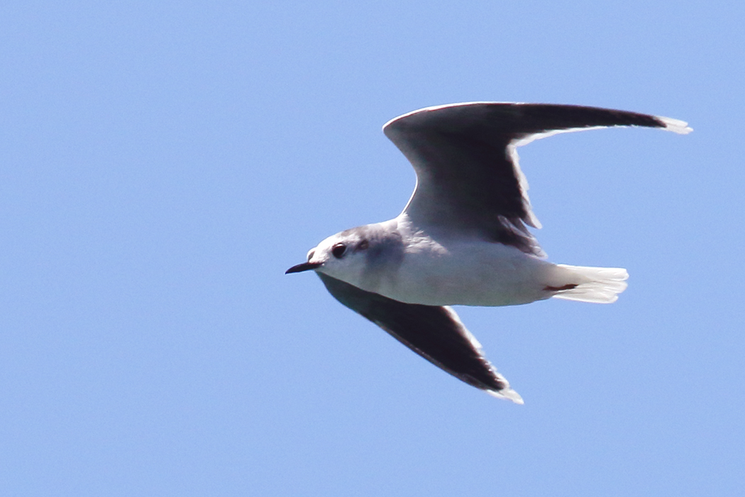 Little Gull